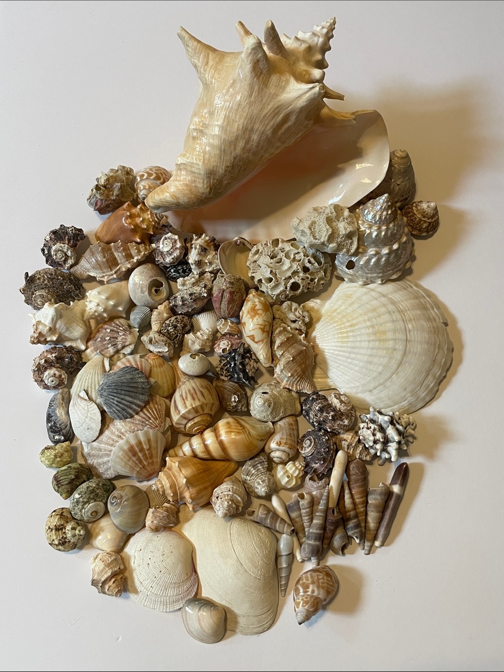 Natural Mixed Seashell Collection 5 lbs. Cream and Tan Decorative Accents